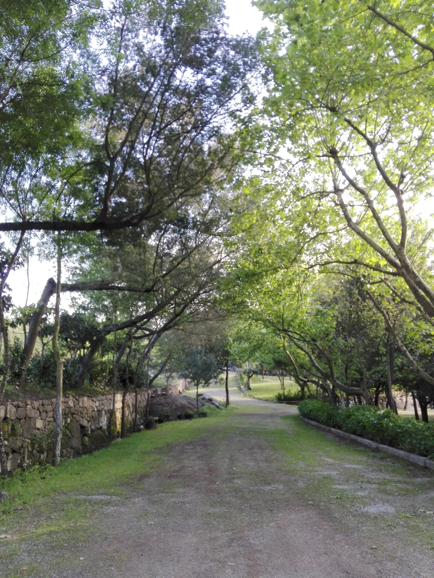Caminho ladeado por árvores na Quinta da Granja